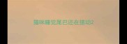 猫咪睡觉尾巴还在摆动