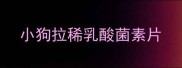 小狗拉稀乳酸菌素片