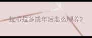 拉布拉多成年后怎么喂养