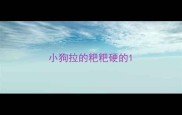 小狗拉的粑粑硬的