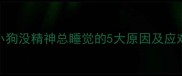 警惕小狗没精神总睡觉的5大原因及应对指南