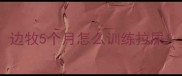 边牧5个月怎么训练拉屎