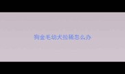 狗金毛幼犬拉稀怎么办