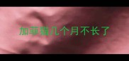 加菲猫几个月不长了