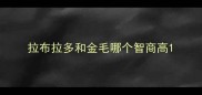拉布拉多和金毛哪个智商高