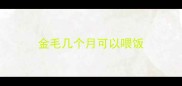 金毛几个月可以喂饭