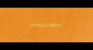 如何阻止小狗呕吐