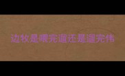 边牧是喂完遛还是遛完伟