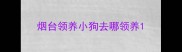 烟台领养小狗去哪领养