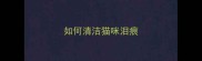 如何清洁猫咪泪痕