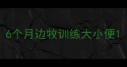 6个月边牧训练大小便