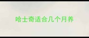 哈士奇适合几个月养