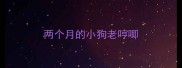 两个月的小狗老哼唧