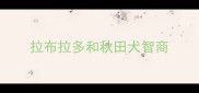 拉布拉多和秋田犬智商