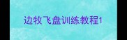 边牧飞盘训练教程