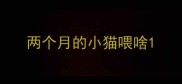 两个月的小猫喂啥