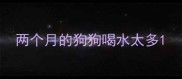 两个月的狗狗喝水太多
