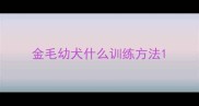 金毛幼犬什么训练方法