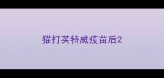 猫打英特威疫苗后