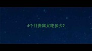 4个月贵宾犬吃多少