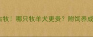 边牧VS古牧哪只牧羊犬更贵附饲养成本全