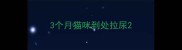 3个月猫咪到处拉尿