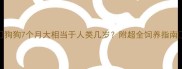 狗狗7个月大相当于人类几岁附超全饲养指南