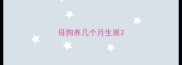 母狗养几个月生崽