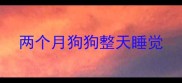 两个月狗狗整天睡觉