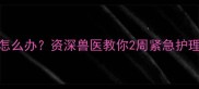 2个月金毛幼犬咳嗽怎么办资深兽医教你2周紧急护理法附用药清单