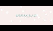 金毛幼犬对主人吠