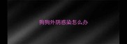 狗狗外阴感染怎么办