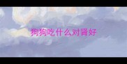 狗狗吃什么对肾好