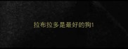 拉布拉多是最好的狗