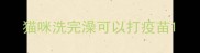 猫咪洗完澡可以打疫苗