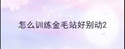怎么训练金毛站好别动