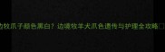 边牧爪子颜色黑白边境牧羊犬爪色遗传与护理全攻略