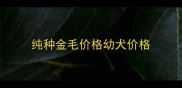 纯种金毛价格幼犬价格