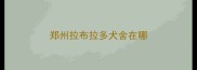 郑州拉布拉多犬舍在哪