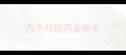 几个月的狗会换毛