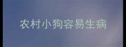 农村小狗容易生病