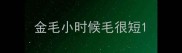 金毛小时候毛很短