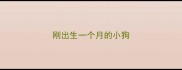 刚出生一个月的小狗