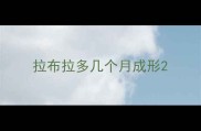 拉布拉多几个月成形
