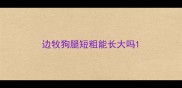 边牧狗腿短粗能长大吗
