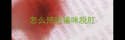 怎么预防猫咪脱肛