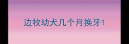 边牧幼犬几个月换牙