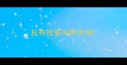 拉布拉多叫声大吗