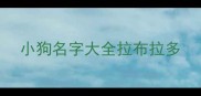 小狗名字大全拉布拉多