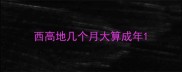 西高地几个月大算成年